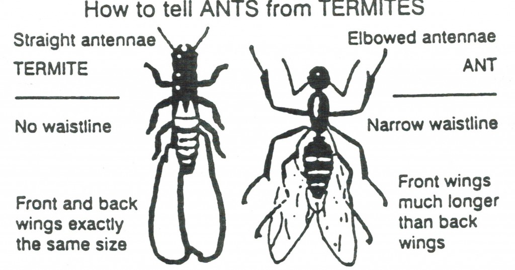How to tell an ant from a termite
